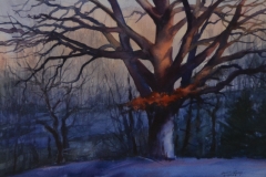 OAK ON WHITESTOWN ROAD - 18 X 22 - WATERCOLOR - $200