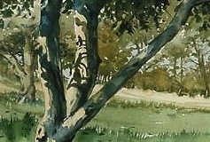 SUMMER APPLE TREE - 18 X 22 - WATERCOLOR - $200