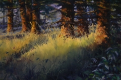 SUN LIT PINES - 12 X 16 - OIL - $400