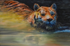 BIG CAT RESCUE - 29 X 36 - WATERCOLOR - $1200