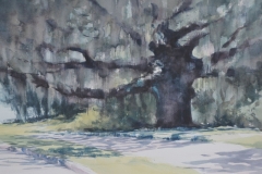 LIVE OAK - 11 X 18 - WATERCOLOR - $300